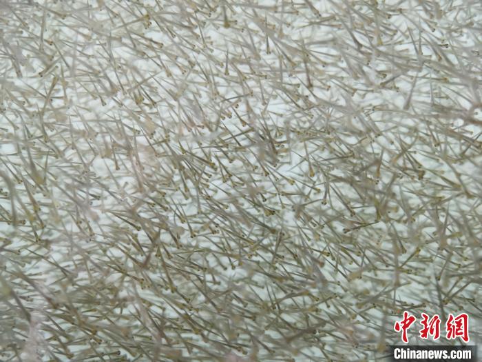 圖為密集分布的魚苗。　張?zhí)砀?攝