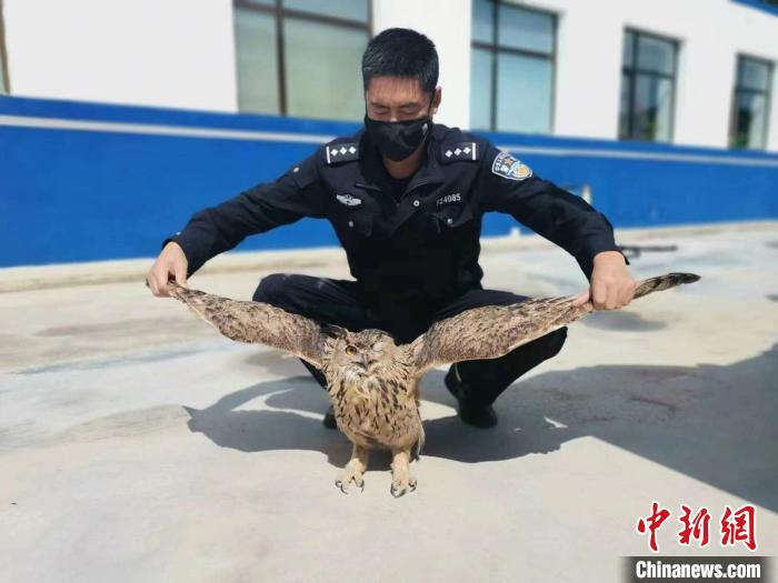 青?；ブ衤?lián)手救助國家二級保護(hù)野生動(dòng)物雕鸮