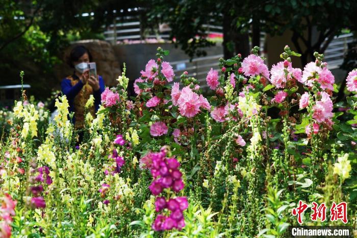 圖為市民在西寧園林植物園內(nèi)賞花拍照。　馬銘言 攝