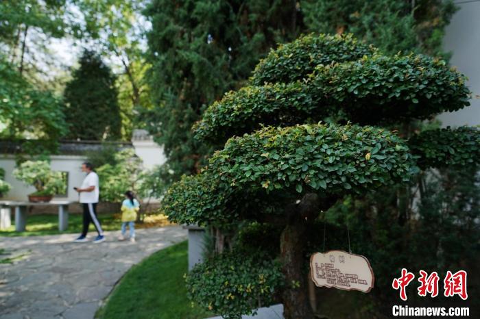 圖為在西寧園林植物園內(nèi)，造型奇特的盆景吸引市民?！●R銘言 攝