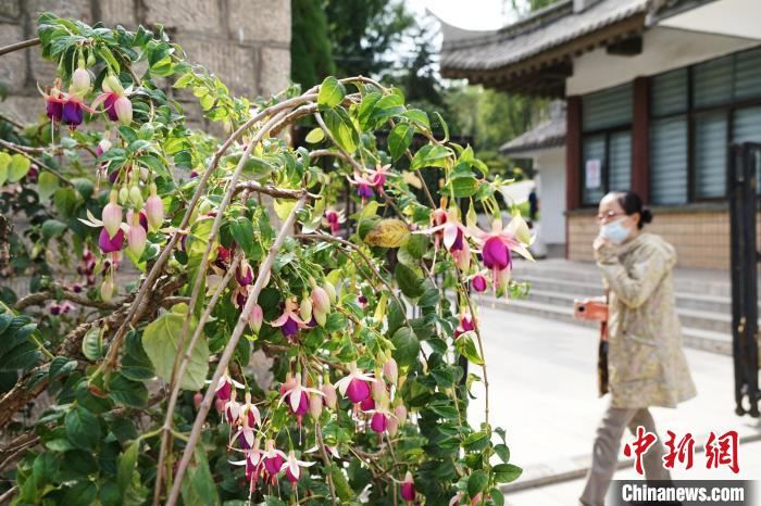 圖為市民在西寧園林植物園內(nèi)觀賞花卉?！●R銘言 攝