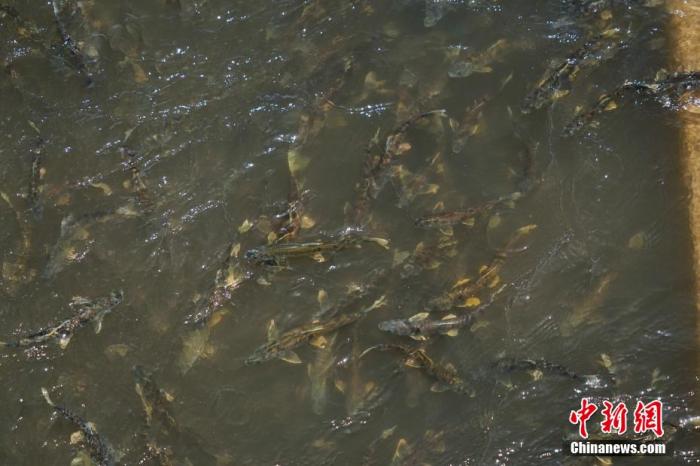 資料圖：圖為今年5月底到8月初，青海湟魚洄游產(chǎn)卵 馬銘言攝