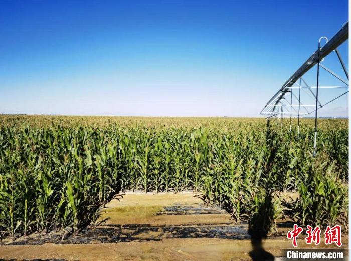 青?！凹Z改飼”項(xiàng)目收儲飼草44萬余噸