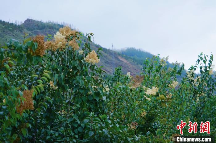 圖為西寧北山上的丁香樹?！●R銘言 攝