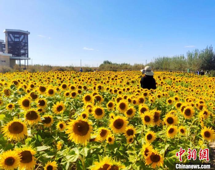 圖為格爾木境內(nèi)的向日葵花海?！「駹柲救诿襟w中心供圖