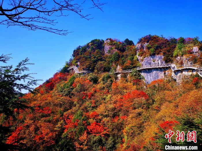 巴山大峽谷漫天紅葉?！埰?攝