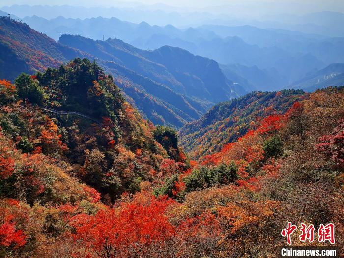 巴山大峽谷漫天紅葉?！埰?攝