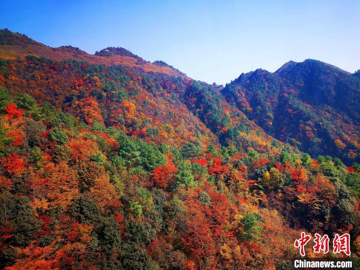 巴山大峽谷漫天紅葉?！埰?攝