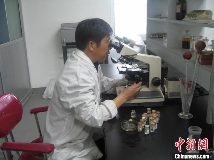 資料圖為研究團隊進行實驗室寄生蟲分類鑒定。　 青海省畜牧獸醫(yī)科學(xué)院供圖