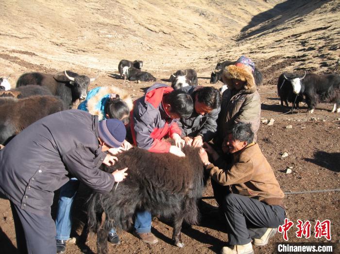 資料圖為研究團隊在青南高原地區(qū)開展了牦牛寄生蟲病流行病學(xué)和防治技術(shù)研究?！?青海省畜牧獸醫(yī)科學(xué)院供圖