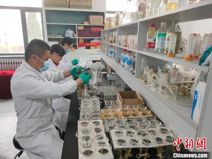 資料圖為研究團隊進行樣本檢查?！?青海省畜牧獸醫(yī)科學(xué)院供圖