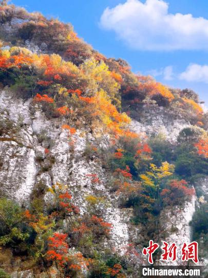 彩林色彩斑斕。　朱平安 攝