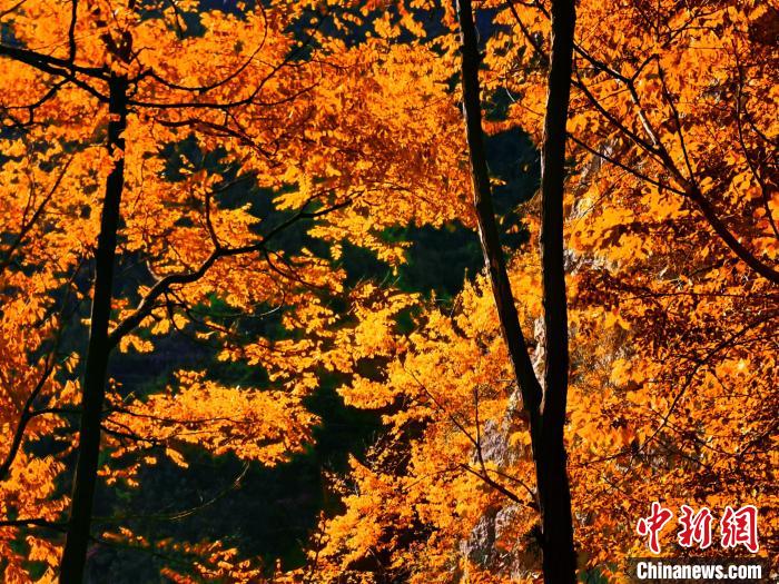 秋意濃?！≈炱桨?攝