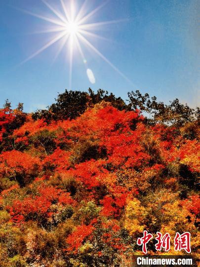 萬(wàn)源市紅葉似火?！≈炱桨?攝