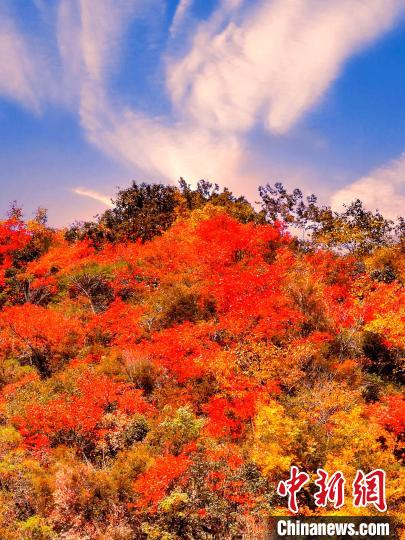 萬(wàn)源深秋紅葉似火?！≈炱桨?　攝