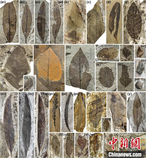 中始新世熱魯化石植物群(4500萬–4000萬年前)?！≈锌圃呵嗖馗咴?供圖