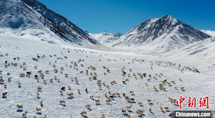 圖為羊群在雪地里覓食?！《继m縣融媒體中心供圖