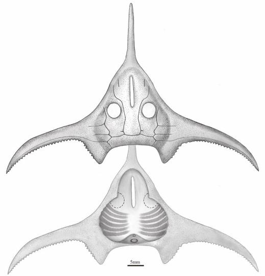 玉海翼角魚復(fù)原圖?！」ぢ?繪圖 攝