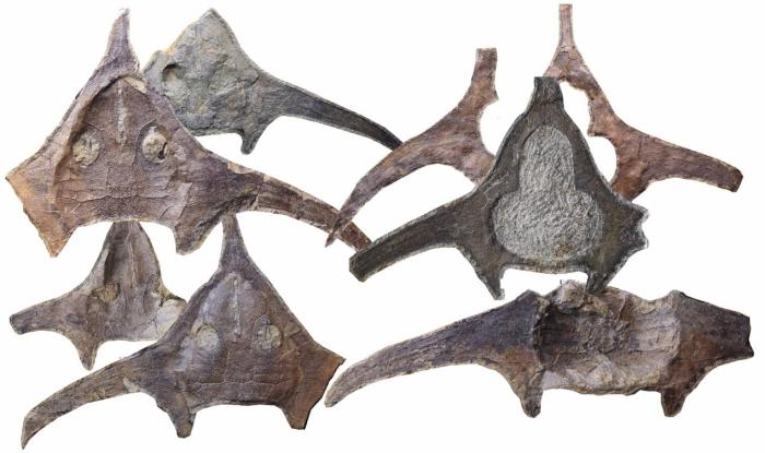 玉海翼角魚化石照片?！∩w志琨 攝