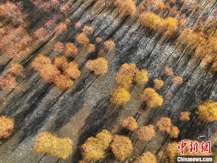 入冬時(shí)節(jié)，雅魯藏布江畔的樹林一片金黃?！《拘?攝