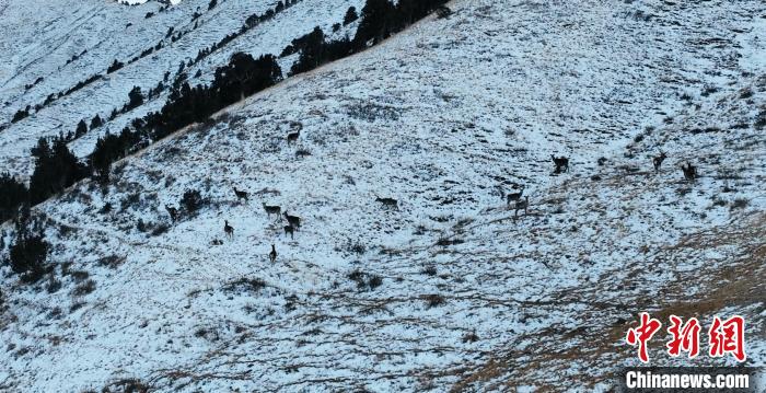 圖為巖羊和馬鹿集體在雪地里休憩?！《继m縣融媒體中心 供圖