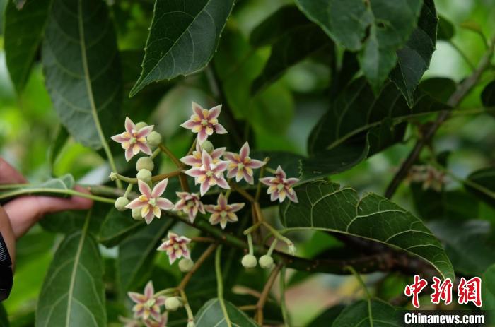 圖為古林箐近地保護的滇桐首次開花?！±顕?攝