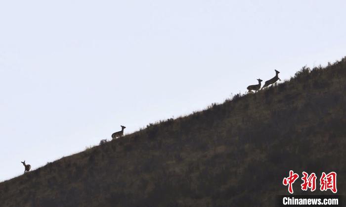 圖為狍鹿在山坡上漫步?！〔彭?xiàng)南加 攝
