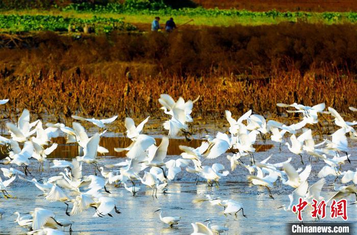 成都白鷺灣濕地公園?！“討?攝