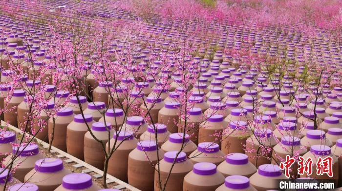 桃花和酒壇相映成趣?！∫足?攝