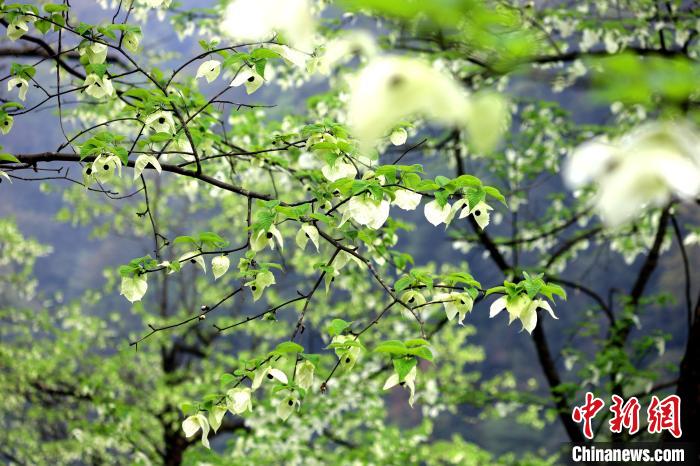 珙桐在春末夏初之際開花，花期較短。　呂楊 攝