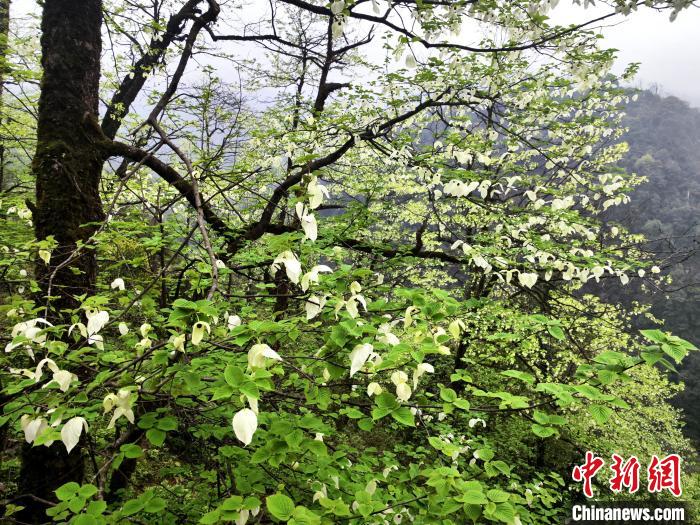 山谷兩側(cè)高大繁茂的珙桐樹?！螚?攝