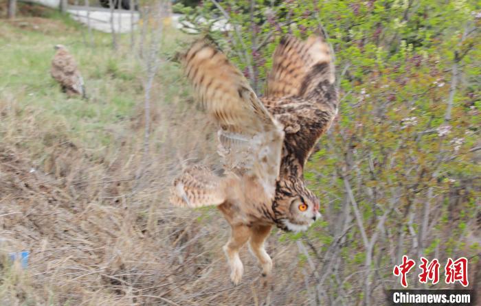 圖為西寧野生動物園救護的雕鸮在西寧市放歸大自然?！●R銘言 攝