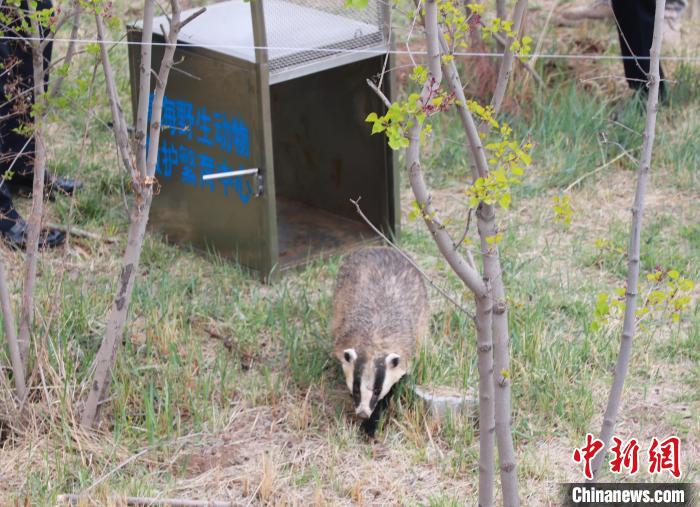 圖為西寧野生動物園救護的狗獾在西寧市放歸大自然?！●R銘言 攝