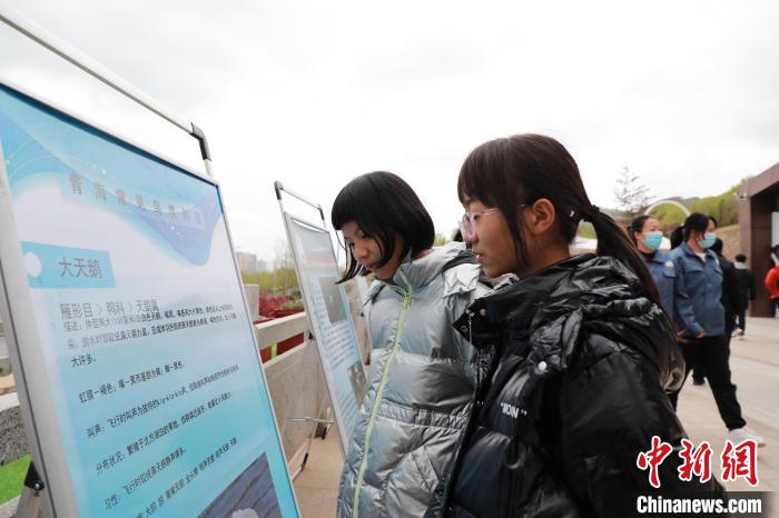 圖為學生通過展板了解青海常見鳥類?！●R銘言 攝