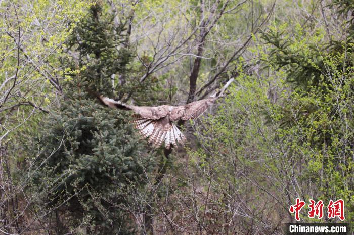 圖為西寧野生動物園救護的大鵟在西寧市放歸大自然?！●R銘言 攝