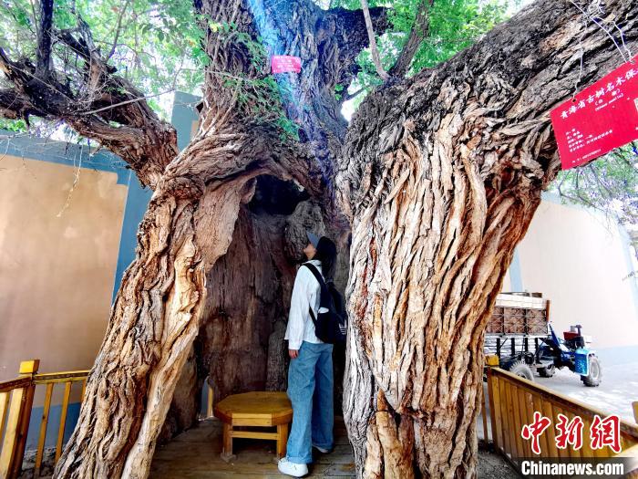 青海海東市阿河灘地質(zhì)文化村：古樹新枝、丹山碧水
