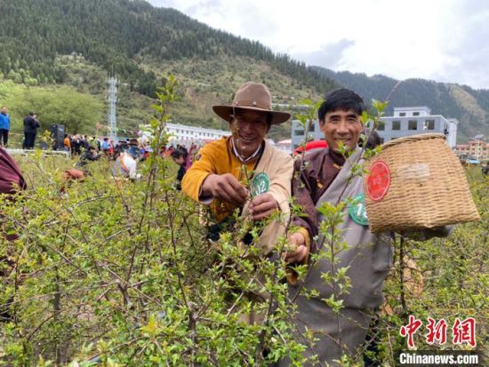 圖為當(dāng)?shù)剞r(nóng)牧民進(jìn)行藏雪茶采摘比賽?！⊥鮿x 攝