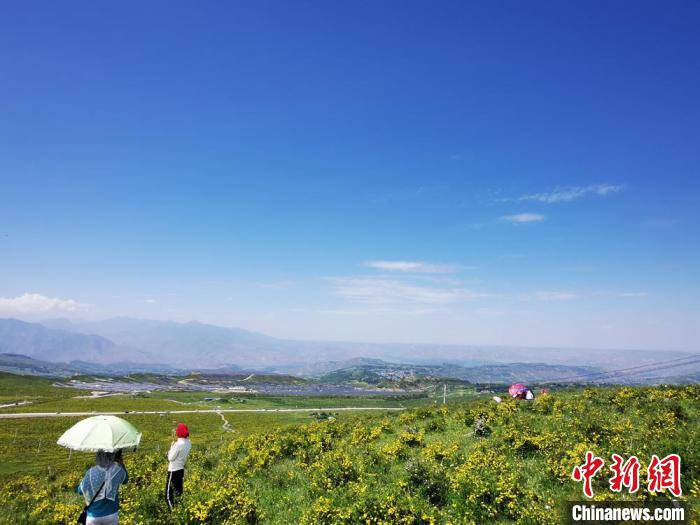 2020年07月07日拍攝于臨夏州積石山縣境內(nèi)，生態(tài)環(huán)境逐漸恢復(fù)，小黃花開遍山間。(資料圖) 殷春永 攝