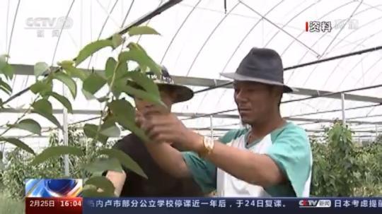 種蘑菇、養(yǎng)駱駝...。。特色產(chǎn)業(yè)助力鄉(xiāng)村振興走新路