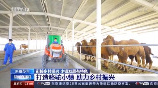 種蘑菇、養(yǎng)駱駝...。。特色產(chǎn)業(yè)助力鄉(xiāng)村振興走新路