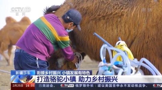 種蘑菇、養(yǎng)駱駝...。。特色產(chǎn)業(yè)助力鄉(xiāng)村振興走新路