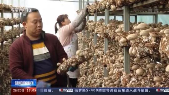 種蘑菇、養(yǎng)駱駝...。。特色產(chǎn)業(yè)助力鄉(xiāng)村振興走新路