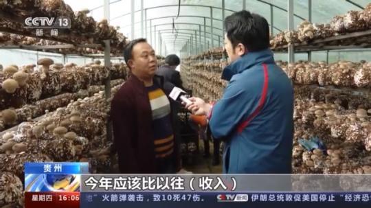 種蘑菇、養(yǎng)駱駝...。。特色產(chǎn)業(yè)助力鄉(xiāng)村振興走新路