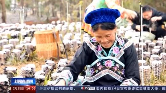 種蘑菇、養(yǎng)駱駝...。。特色產(chǎn)業(yè)助力鄉(xiāng)村振興走新路