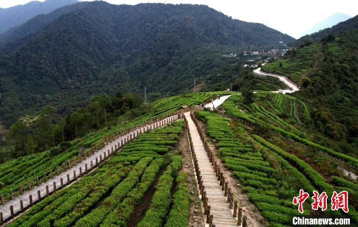 圖為西藏林芝市墨脫縣背崩鄉(xiāng)格林村山頂?shù)木坝^茶園。(無人機(jī)照片) 李林 攝