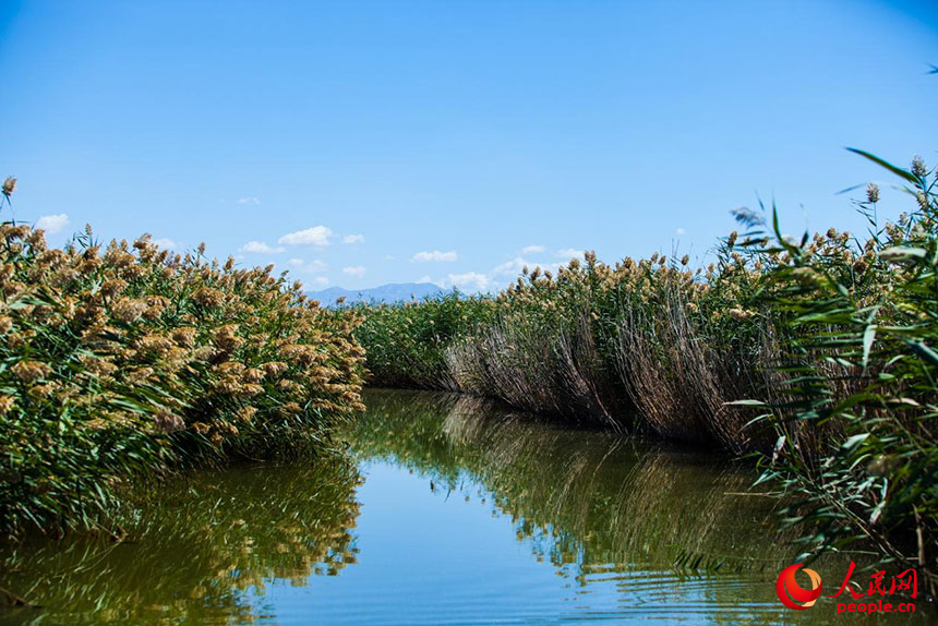 經(jīng)過治理的烏梁素海風景秀美，蘆葦搖曳生姿。人民網(wǎng) 孟佳澍攝