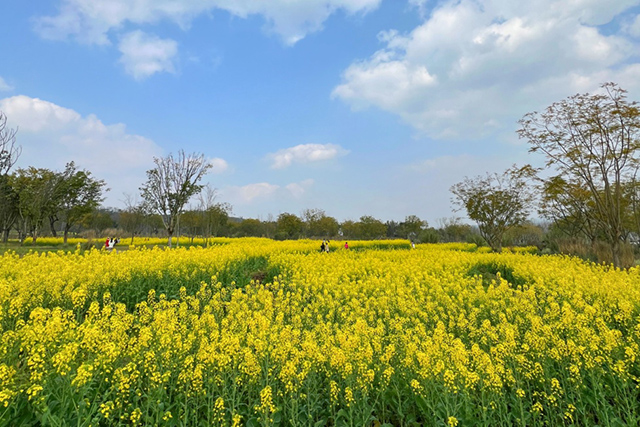 每到油菜花季，就有市民相約到重慶廣陽島上踏青賞花。鄒樂攝