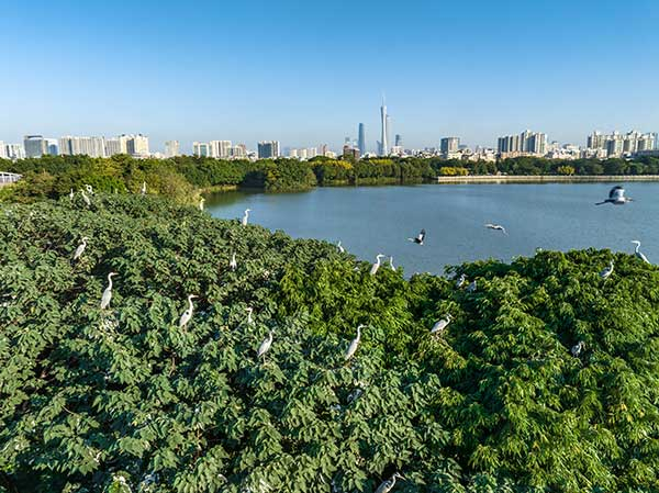 廣州海珠國(guó)家濕地公園一角。公園供圖