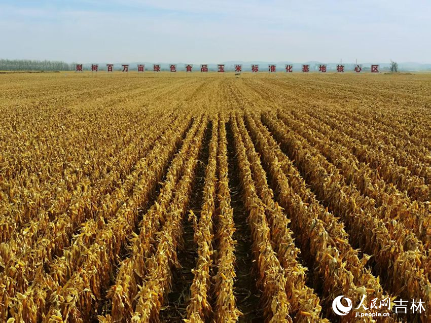 吉林黑土地上糧滿倉（資料圖片）。人民網(wǎng)記者 王海躍攝