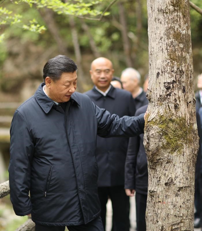 2020年4月20日，中共中央總書記、國家主席、中央軍委主席習(xí)近平在陜西考察調(diào)研。這是習(xí)近平在位于商洛市柞水縣的秦嶺牛背梁國家級(jí)自然保護(hù)區(qū)，考察秦嶺生態(tài)保護(hù)情況。 新華社記者 鞠鵬 攝